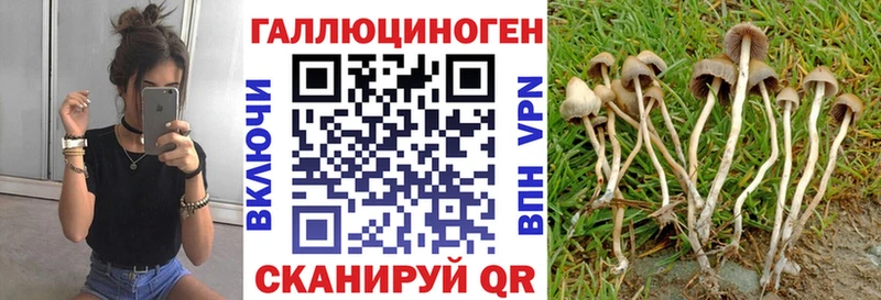 Псилоцибиновые грибы Cubensis  дарнет шоп  Приволжск 